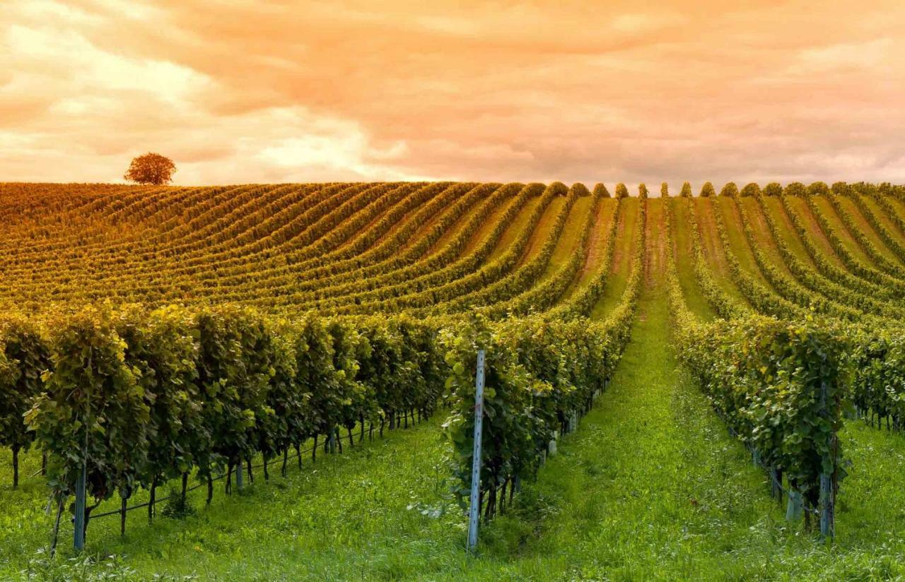 Lugaignac Domaine Jean-Got, Proche De Saint Emilionヴィラ エクステリア 写真